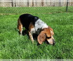 Small #9 Beagle