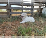 Small Photo #9 Komondor Puppy For Sale in GUTHRIE, OK, USA