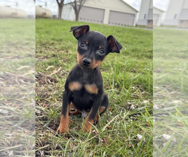 Medium Photo #4 Miniature Pinscher Puppy For Sale in CANOGA, NY, USA