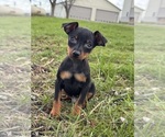 Small #3 Miniature Pinscher