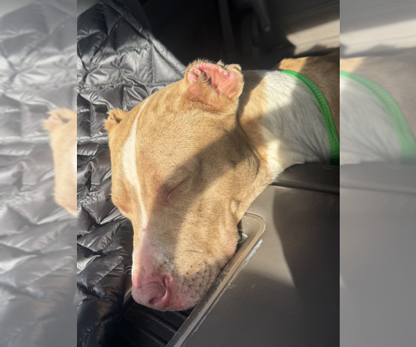 Medium Photo #10 American Pit Bull Terrier-Unknown Mix Puppy For Sale in McKinney, TX, USA