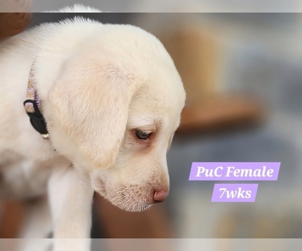 Medium Photo #119 Labrador Retriever Puppy For Sale in EDGEWOOD, TX, USA