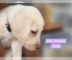 Small Photo #119 Labrador Retriever Puppy For Sale in EDGEWOOD, TX, USA