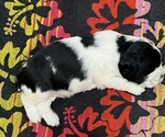 Small Photo #2 English Springer Spaniel Puppy For Sale in LOOKOUT MOUNTAIN, TN, USA