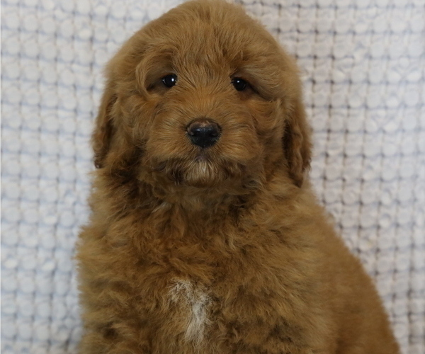 Medium Photo #3 Goldendoodle (Miniature) Puppy For Sale in BOSWELL, IN, USA