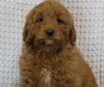 Small Photo #3 Goldendoodle (Miniature) Puppy For Sale in BOSWELL, IN, USA