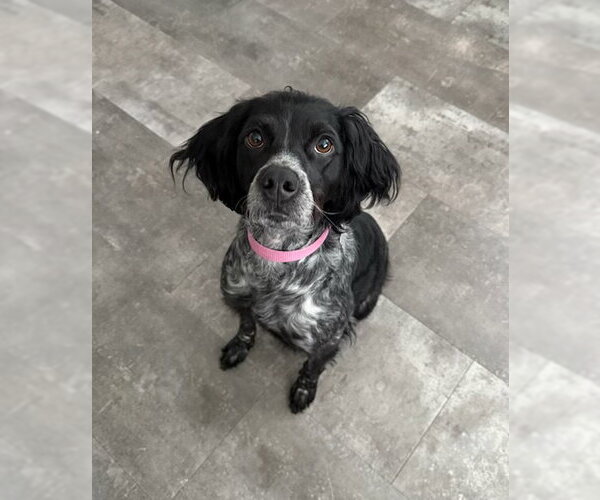 Medium Photo #4 - Mix Puppy For Sale in Curwensville, PA, USA