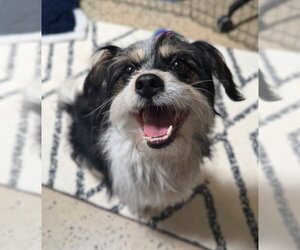 Mutt Dogs for adoption in Waterford, VA, USA