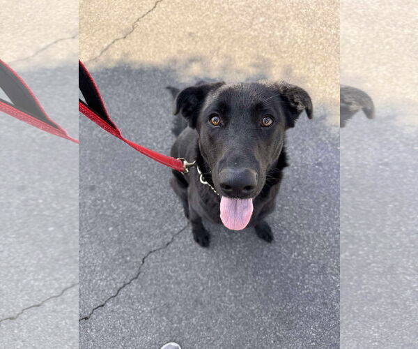 Medium Photo #3 Labrador Retriever-Unknown Mix Puppy For Sale in San Diego, CA, USA