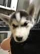 Small Photo #8 Siberian Husky Puppy For Sale in MOORE, SC, USA