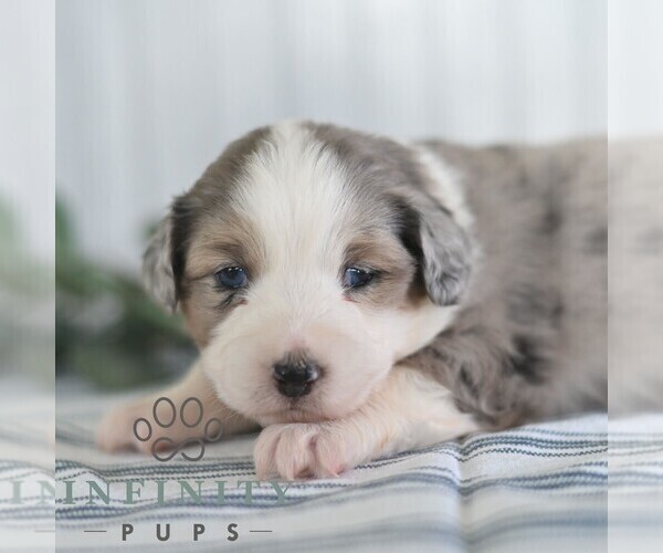 Medium Photo #1 Miniature Australian Shepherd Puppy For Sale in REBERSBURG, PA, USA