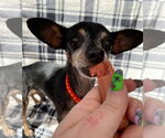Small #5 Chihuahua Mix