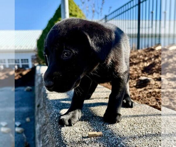 Medium Photo #2 Labrador Retriever Puppy For Sale in GREENCASTLE, PA, USA