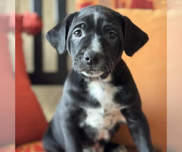 Medium Photo #1 Labrador Retriever-Unknown Mix Puppy For Sale in San Diego, CA, USA