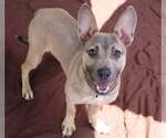 Small #1 Carolina Dog Mix