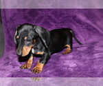 Small #13 Dachshund