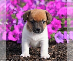 Jack Russell Terrier Puppy for sale in FREDERICKSBG, OH, USA