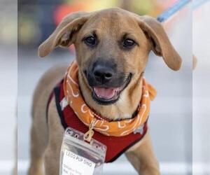 Lego Pup - Dino - Male Chihuahua-Unknown Mix Dog for Adoption - Photo #4