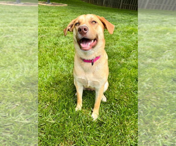Medium Photo #5 American Pit Bull Terrier-Labrador Retriever Mix Puppy For Sale in Evansville, IN, USA