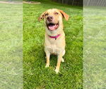 Small #4 American Pit Bull Terrier-Labrador Retriever Mix