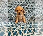 Small Photo #6 Puggle Puppy For Sale in LAKELAND, FL, USA
