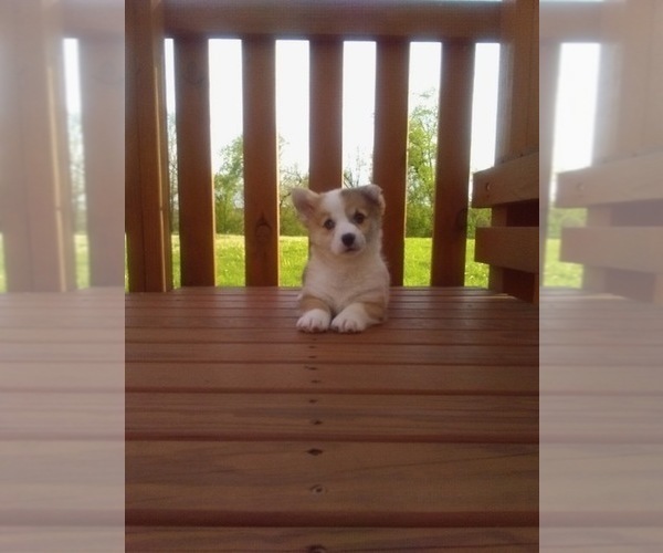 Medium Photo #1 Pembroke Welsh Corgi Puppy For Sale in HOLMESVILLE, OH, USA