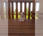 Small Pembroke Welsh Corgi