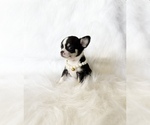 Small #4 Chihuahua