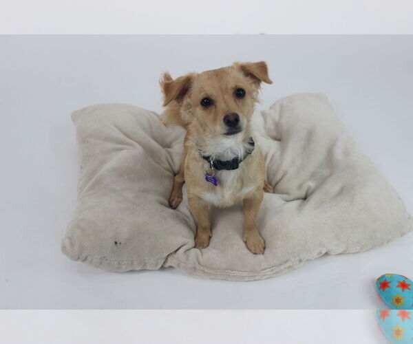 Medium Photo #3 Chihuahua-Unknown Mix Puppy For Sale in Berkeley, CA, USA