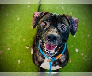 Mutt Dogs for adoption in Orlando, FL, USA