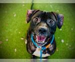 JIMMY - Male Mutt Dog for Adoption - Small photo
