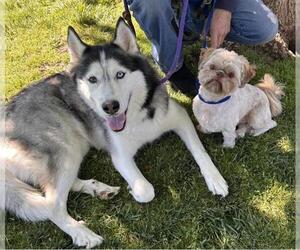 Shih Tzu-Unknown Mix Dogs for adoption in Placerville, CA, USA