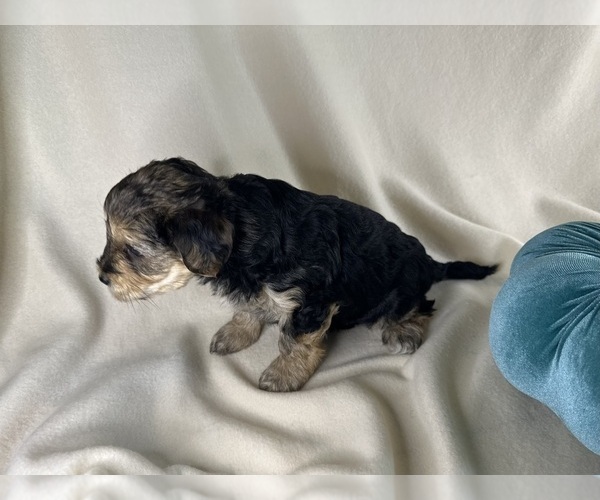 Medium Photo #9 YorkiePoo Puppy For Sale in ROCK HILL, SC, USA