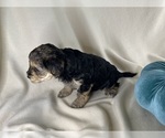 Small Photo #9 YorkiePoo Puppy For Sale in ROCK HILL, SC, USA