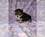 Small Photo #8 Morkie Puppy For Sale in LAPEER, MI, USA