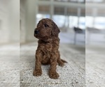 Puppy Lucy Goldendoodle (Miniature)