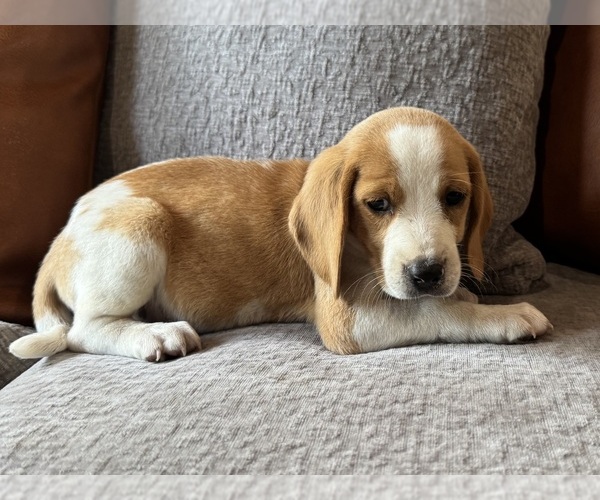 Medium Photo #1 Beagle Puppy For Sale in FORDLAND, MO, USA