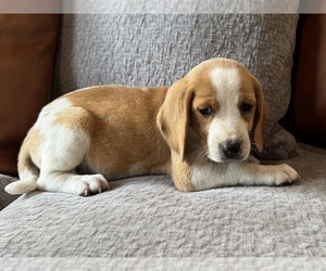 Beagle Puppy for sale in FORDLAND, MO, USA