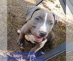 Image preview for Ad Listing. Nickname: Blue Male