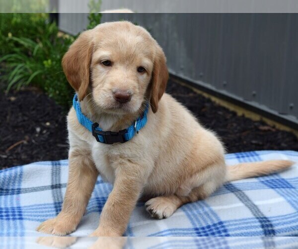 Medium Photo #1 Labradoodle Puppy For Sale in COSHOCTON, OH, USA