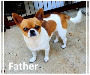 Father of the Chihuahua puppies born on 01/06/2025