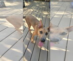 Small #1 Mutt