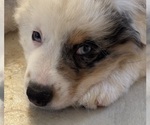 Puppy Puppy 2 Merle Australian Shepherd