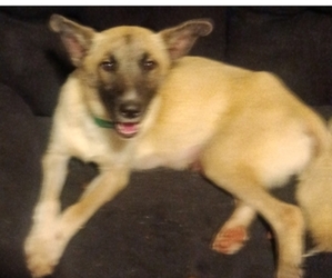 Mother of the German Shepherd Dog-Great Pyrenees Mix puppies born on 12/06/2025