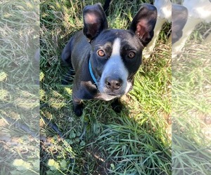 Mutt Dogs for adoption in Sheboygan, WI, USA