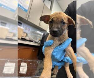 Mutt Dogs for adoption in San Antonio, TX, USA