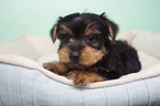 Small Photo #3 Yorkshire Terrier Puppy For Sale in LA MIRADA, CA, USA