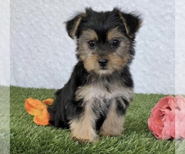 Medium Photo #1 Yorkshire Terrier Puppy For Sale in LOWELL, MA, USA