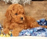 Small #3 Cavapoo
