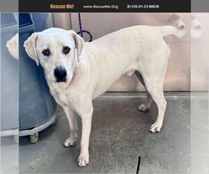 Labrador Retriever Dogs for adoption in Benton, PA, USA